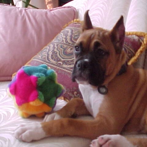 Dutchess 3-1-06