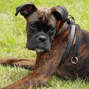 Bruno
