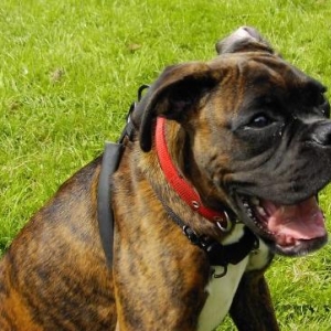 Bruno