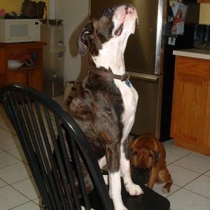 buster_on_a_chair