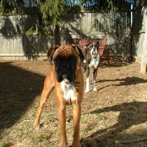 rock_and_buster