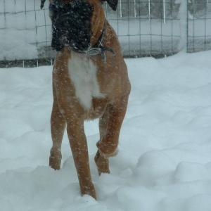 rock_in_the_snow