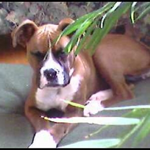 Jungle Dog!