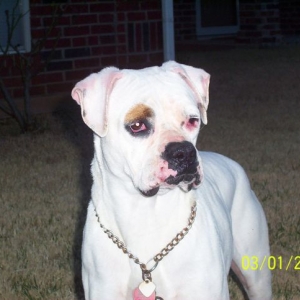 Texas Boxer