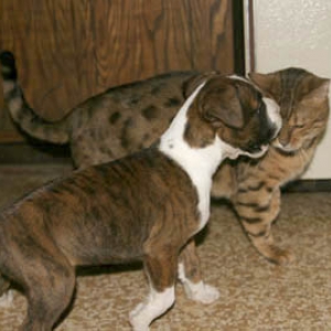 Buster Give Kitty Kisses!