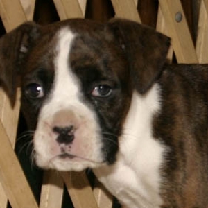 Buster Face Picture