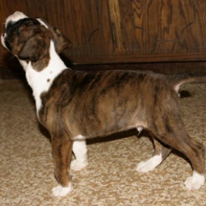 Buster Howling!