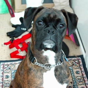 Bruno