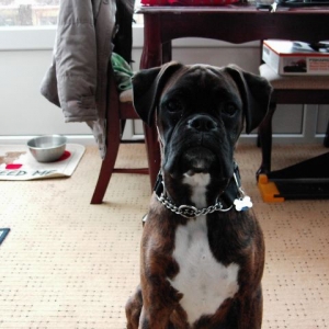 Bruno