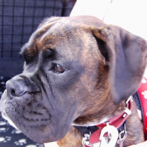 Bruno
