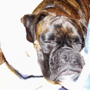 Bruno