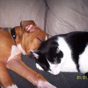 Samson and Bailey napping...