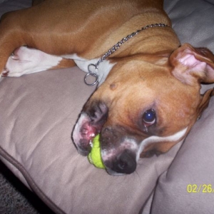 Samson_tennisball2