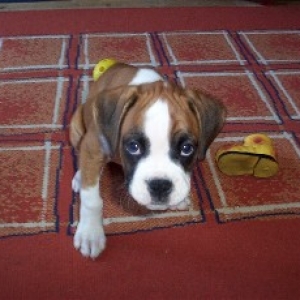 Ruby Doo