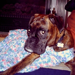 Bruno