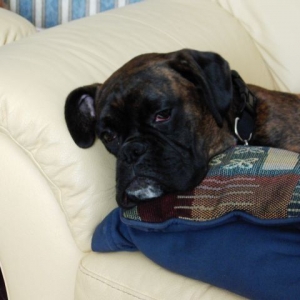 Bruno