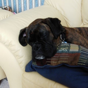 Bruno