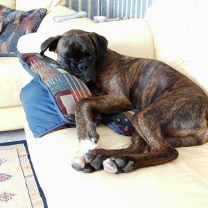 Bruno