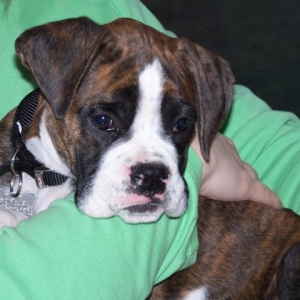 12 weeks old
