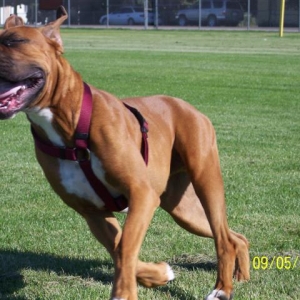 Look guys, I'm a racehorse!