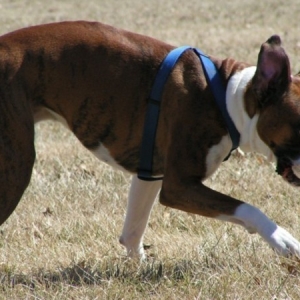 Fetch