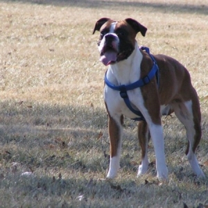 Duke