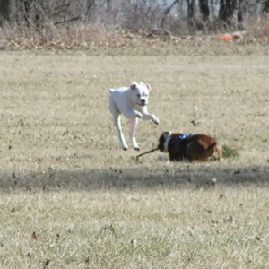 Kangaroo