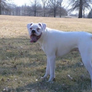 Tyson playing in the yard