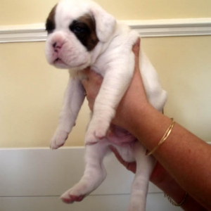 Luka 3 weeks 2.