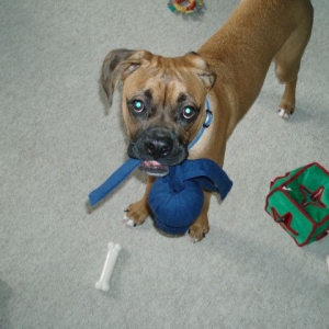 the new wubba wubba