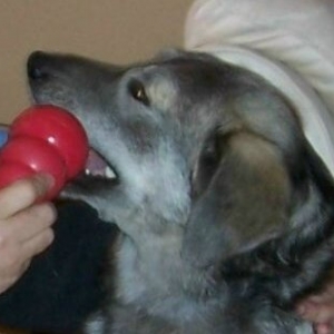 I_love_my_Kong