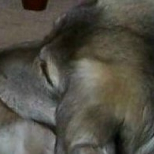 SNOOZING