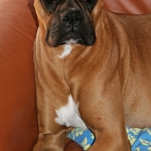 Princess Goldie