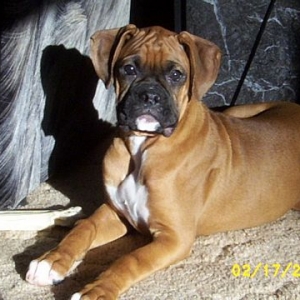 Torin_In_Sun