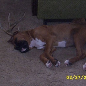 TorinDeer
