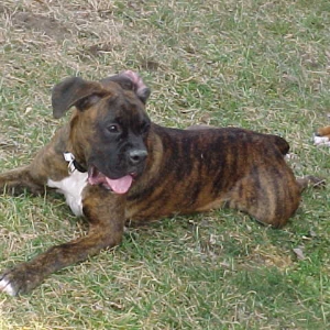 Zac 2