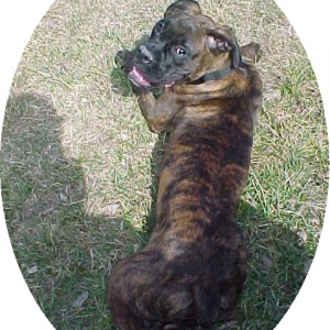 Zac 3