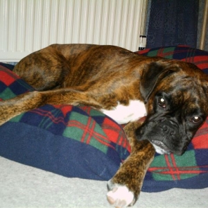 Bruno