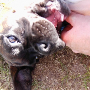 Bruno