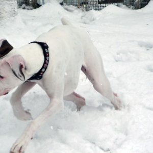 Ellie Loves The Snow