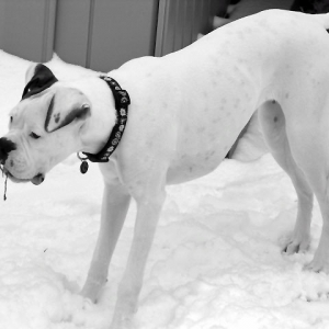 Ellie Enjoying The Snow