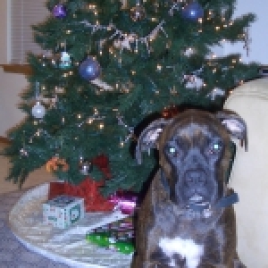 Mara Christmas 2005
