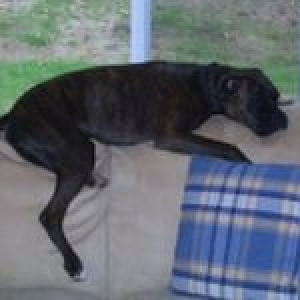 Mara's favorite place to sleep