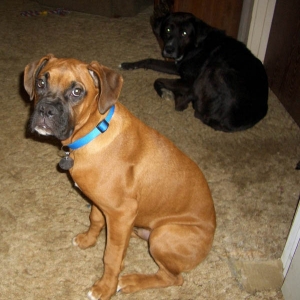 Buddies