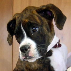 Lola After 1 week with us
