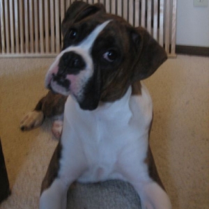 Harley at 5 months