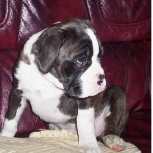 Milly @ 8 weeks(2)