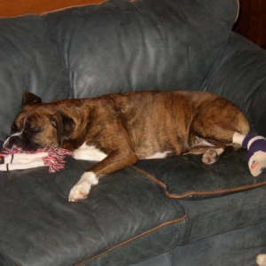 Poor Injured Nala