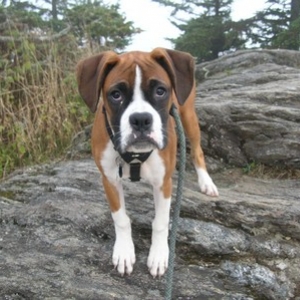 Mountain climber