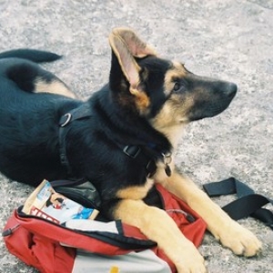 Backpacking pooch